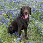 labrador retriever gun dog trainers