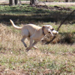 labrador retriever gun dog trainers