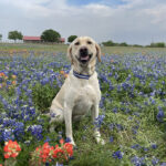 labrador retriever breeders