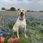 labrador retriever gun dog breeders