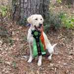labrador retriever gun dog trainers