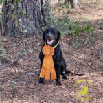 labrador retriever gun dog breeders