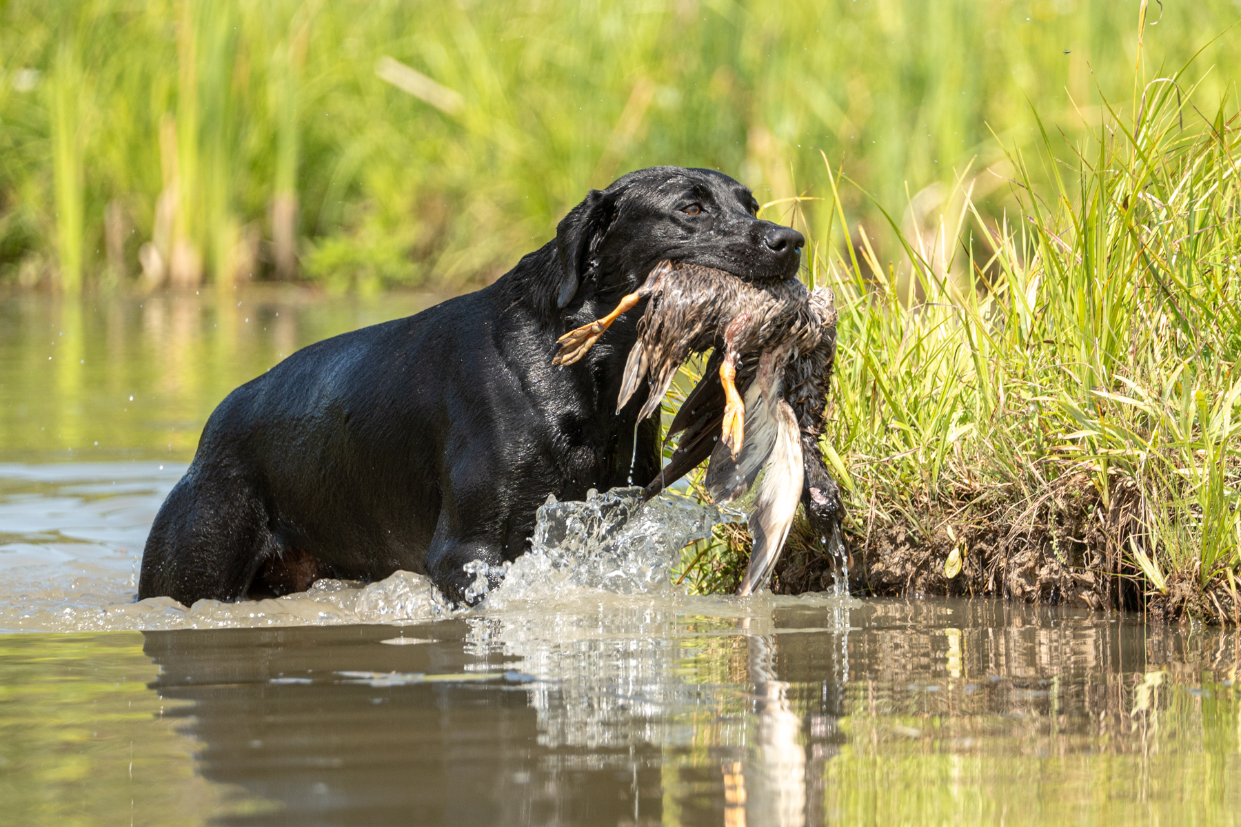 black lab duck dog photography by mike hosier