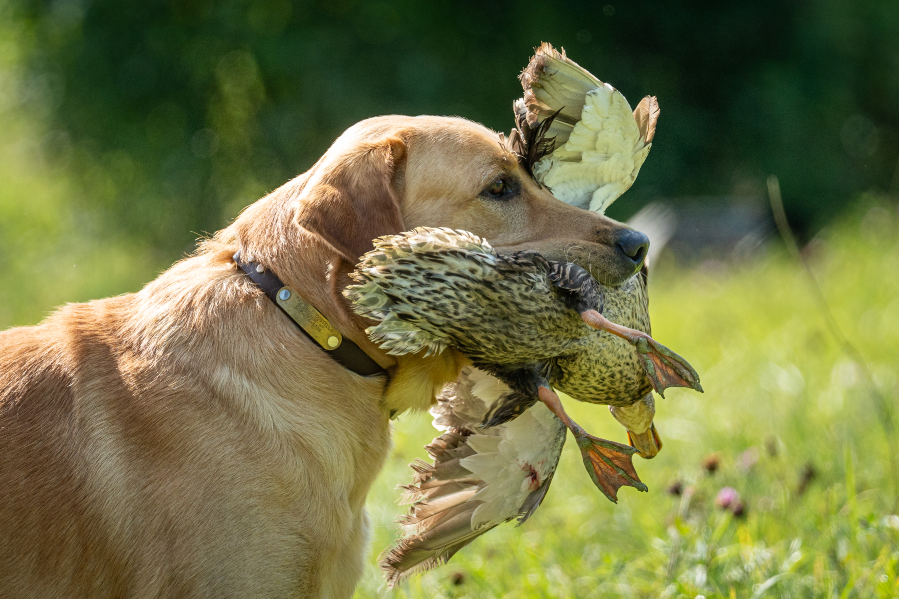 labrador retriever duck dog photography by mike hosier