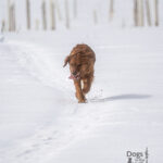 moxie moose, moose golden retrievers