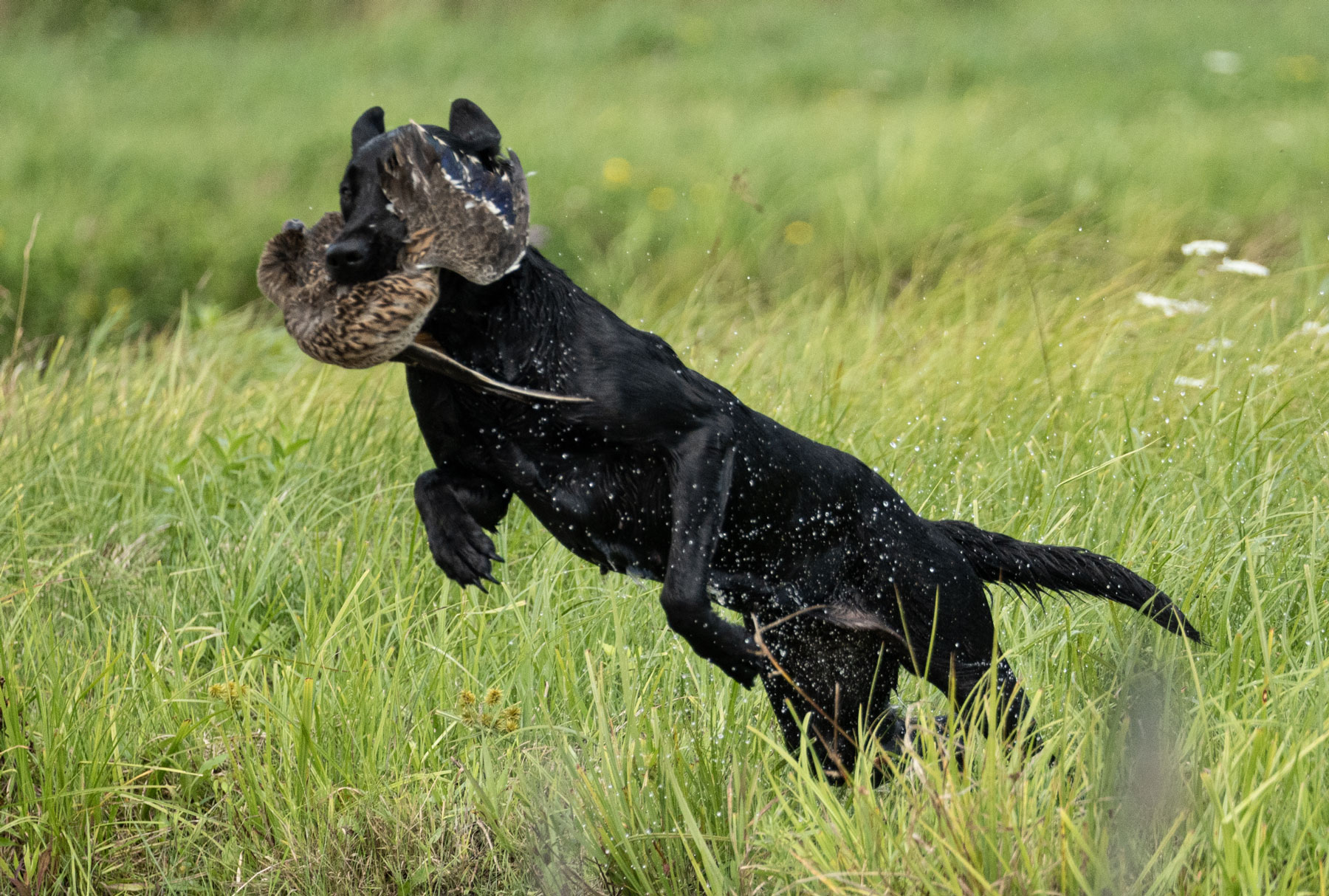 Health Clearances - black lab duck dog by Mike Hosier
