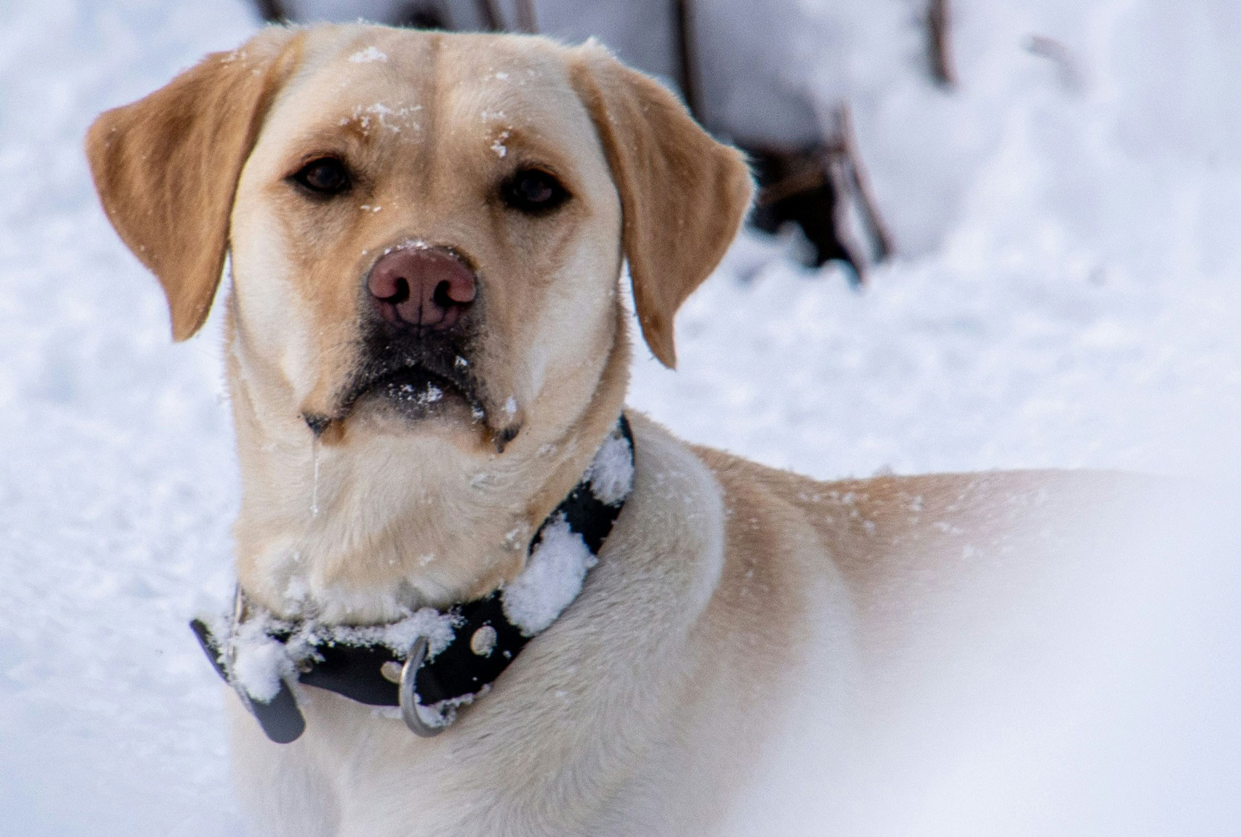 labrador retriever website