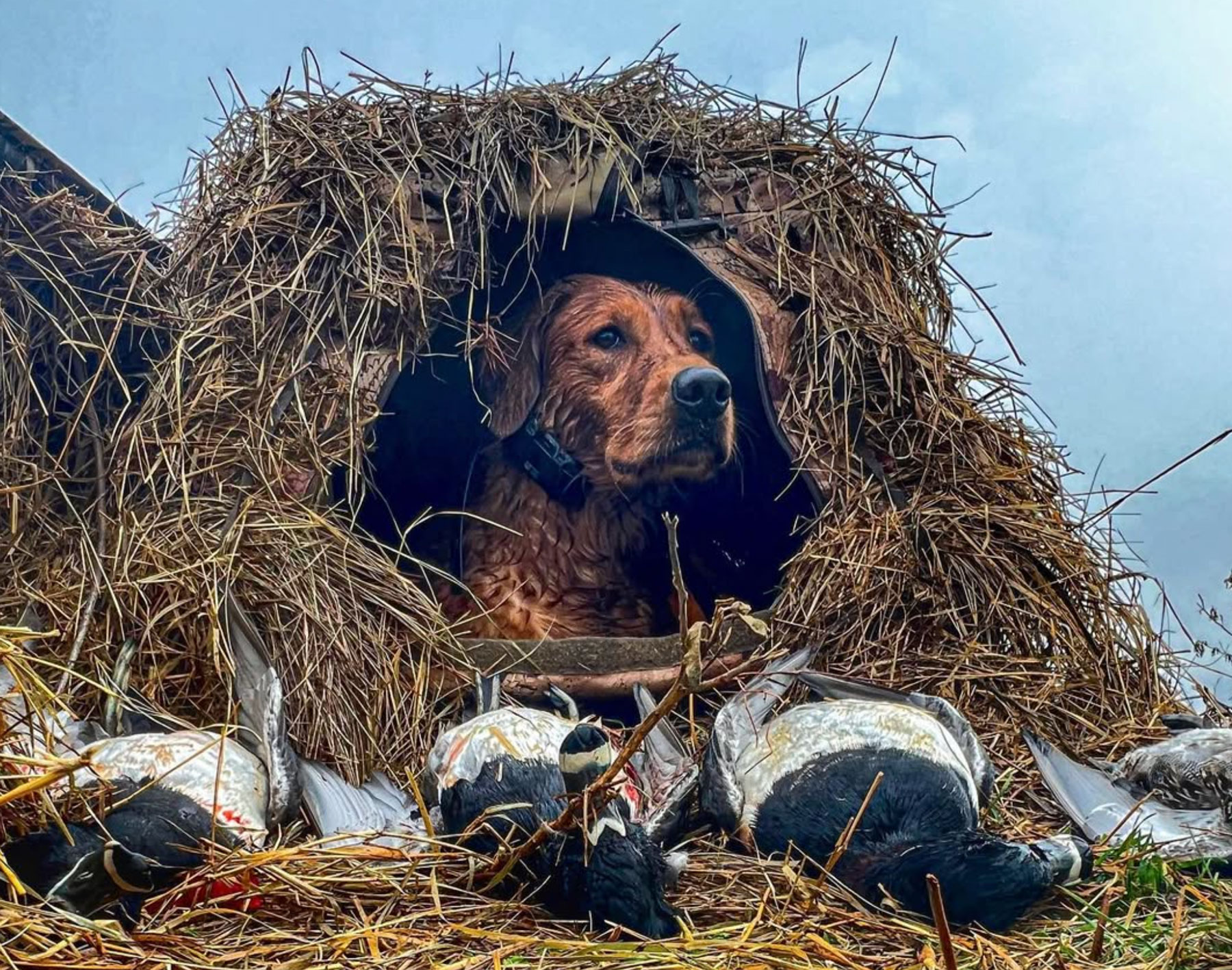 hunting retriever bayou gun dog training