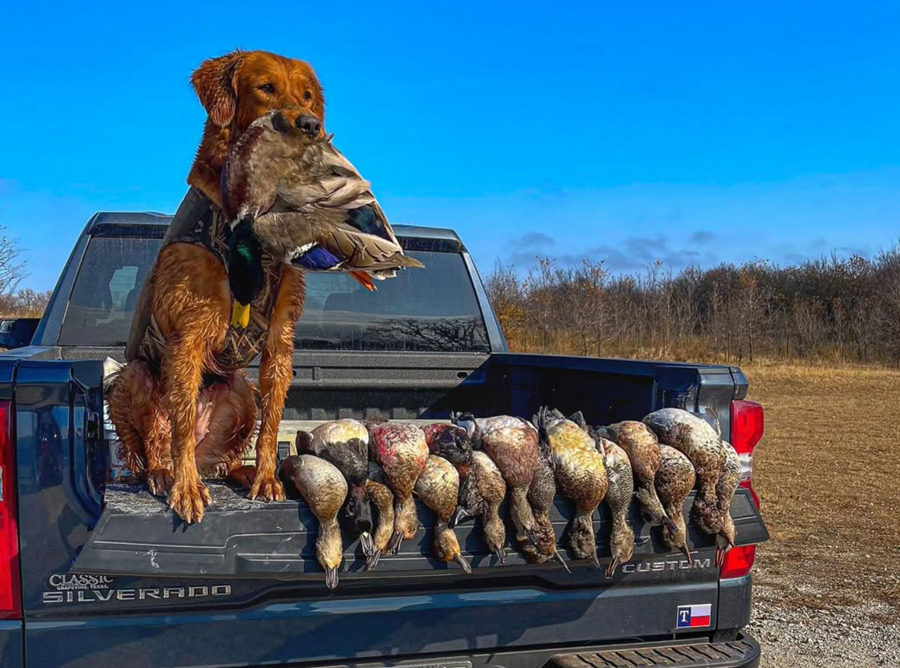 retriever with ducks, bayou gun dog training