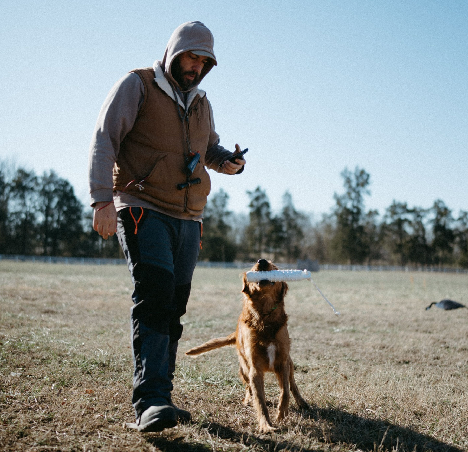 John McCarter Bayou Gundog. golden retriever trainer